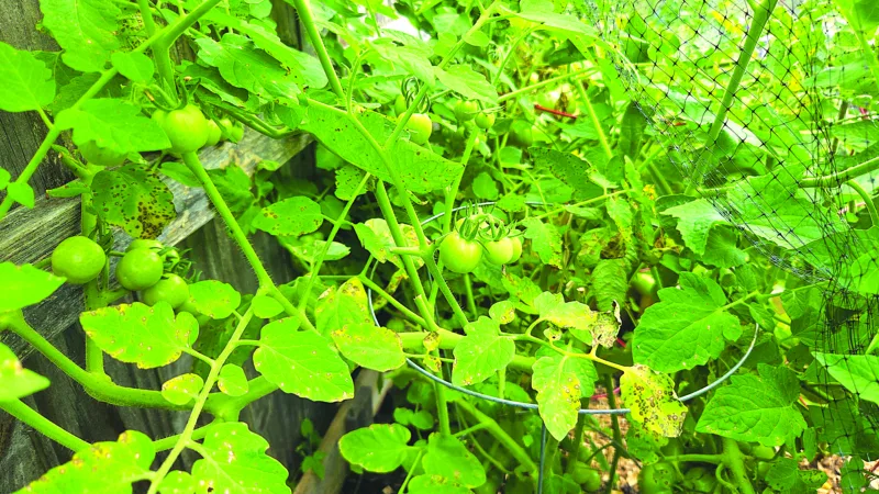 Season’s end in a Pennsylvania vegetable garden